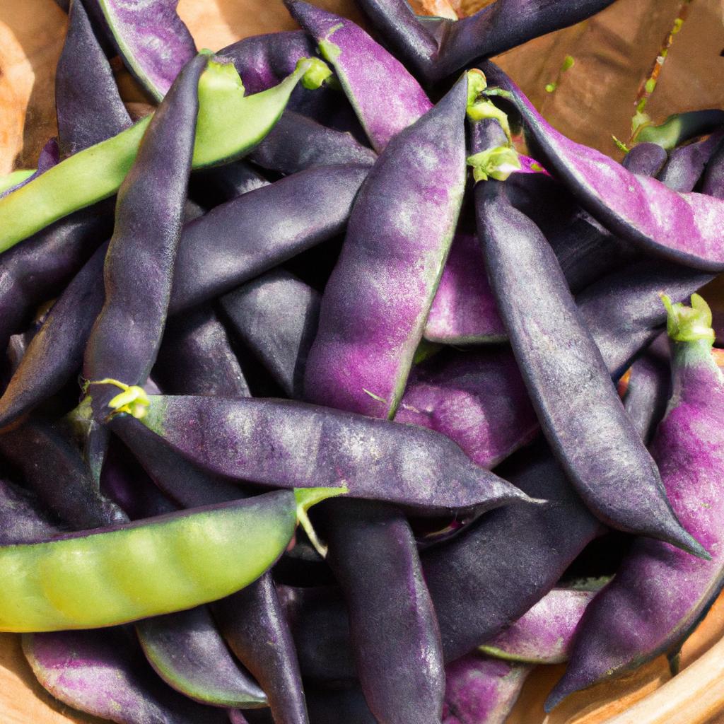 A bountiful harvest of purple hull peas