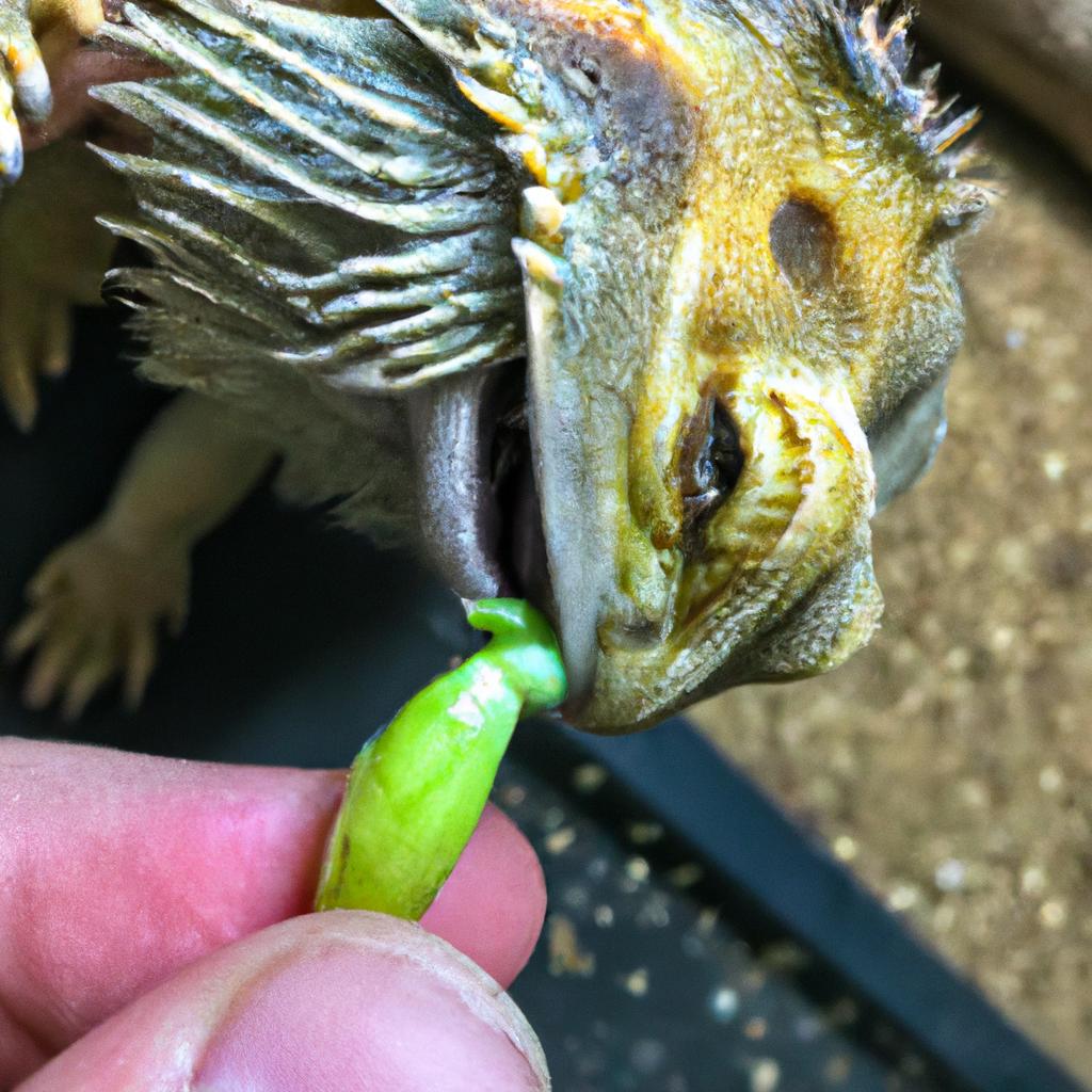 Feeding your bearded dragon snow peas can be a fun and interactive experience.