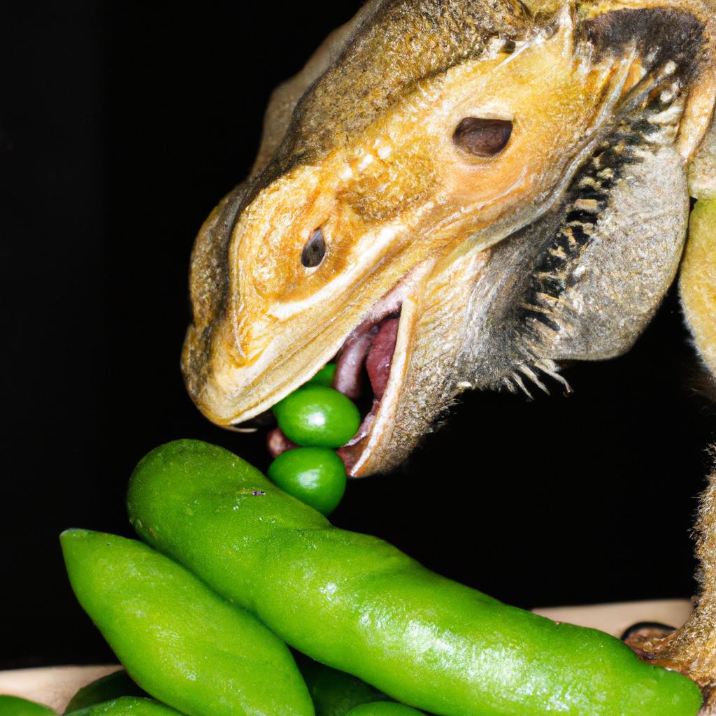 This bearded dragon enjoys the taste and benefits of a delicious snow pea.