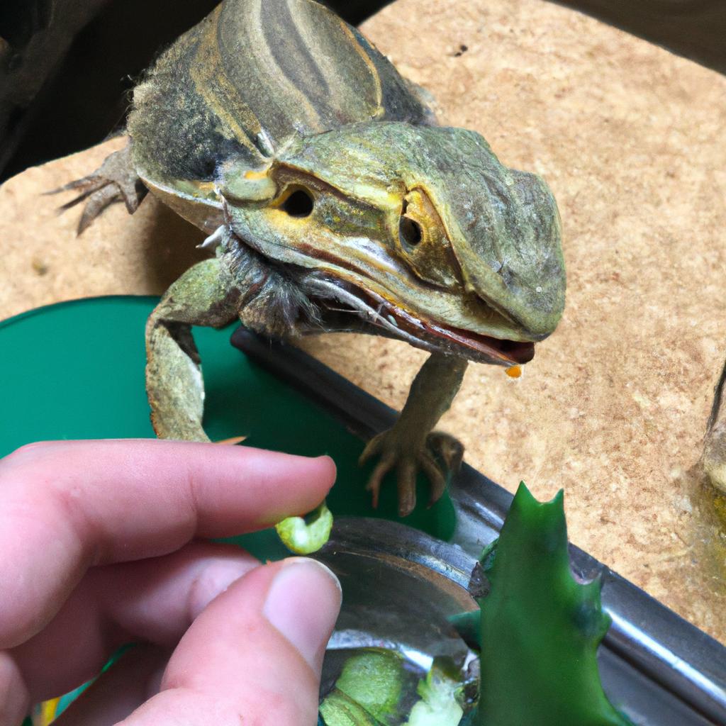 Feeding your bearded dragon by hand can help strengthen your bond.