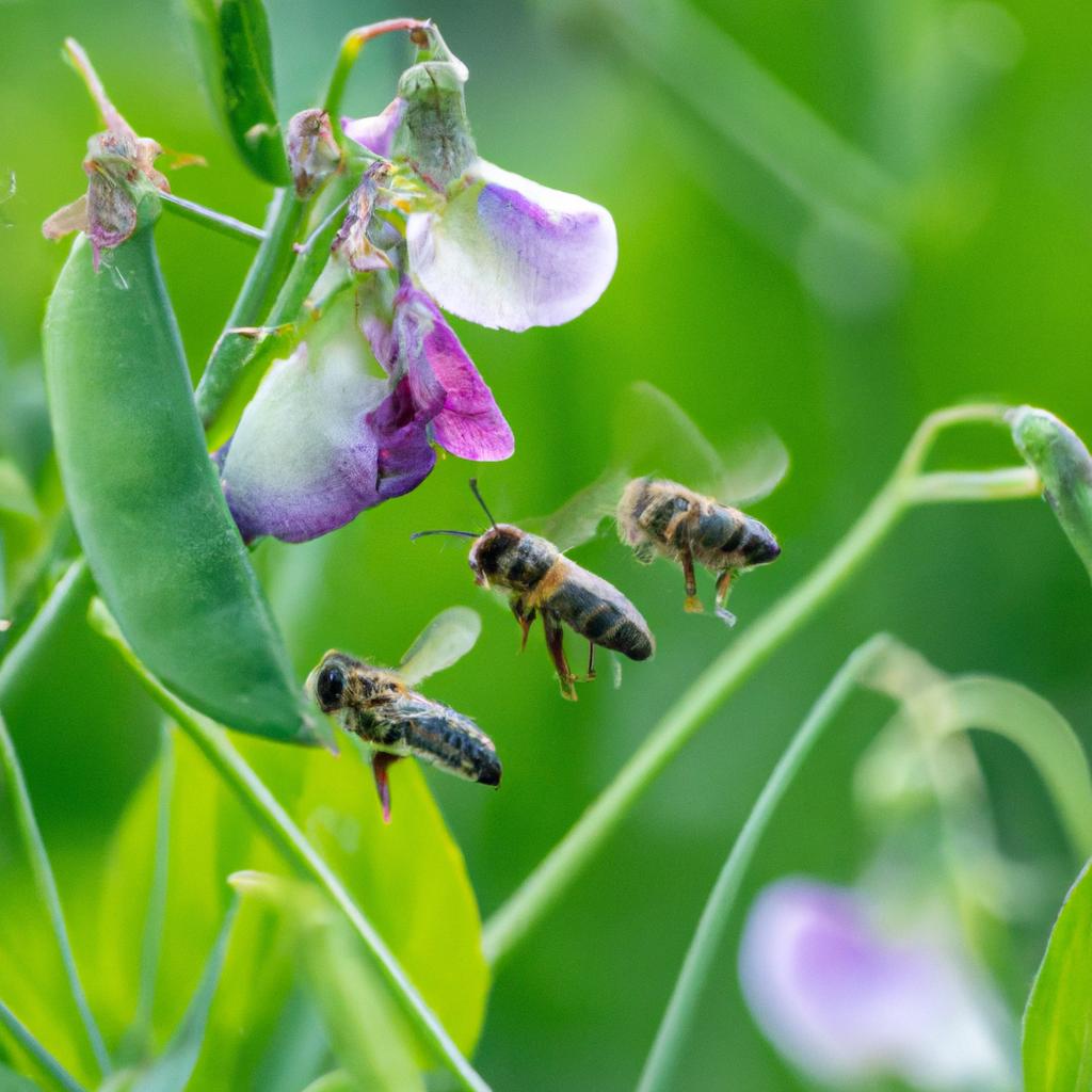 Bees and other pollinators are essential for cross-pollination in pea plants.