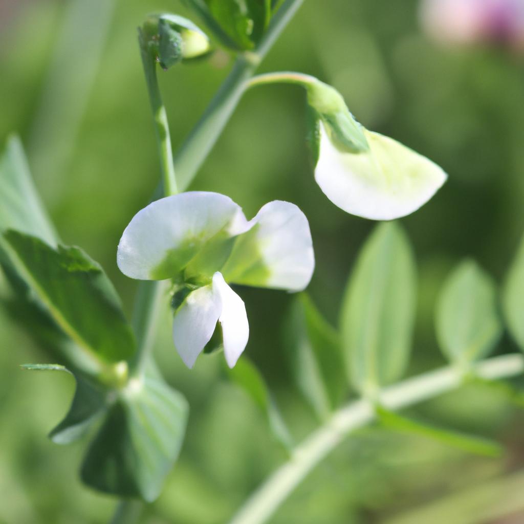 The beautiful blooms of a crowder pea plant signal the start of a bountiful harvest.