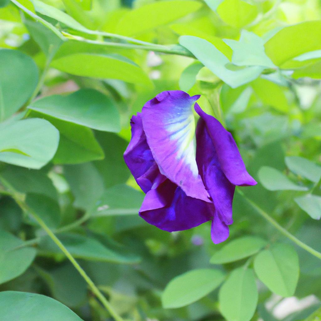 Butterfly pea flower is a natural ingredient that can help combat inflammation and improve skin health