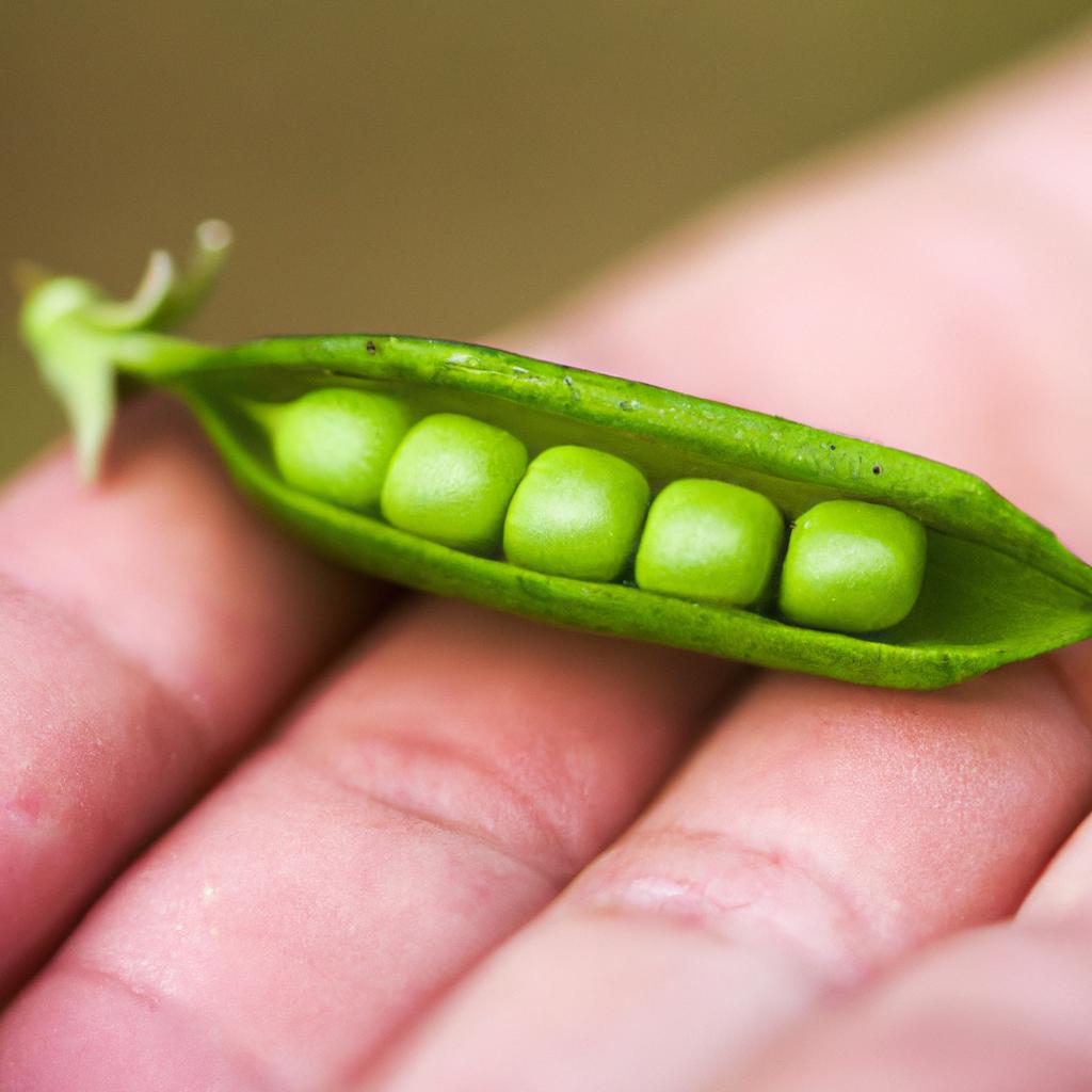 Hold the pea pod gently to avoid damaging the peas.