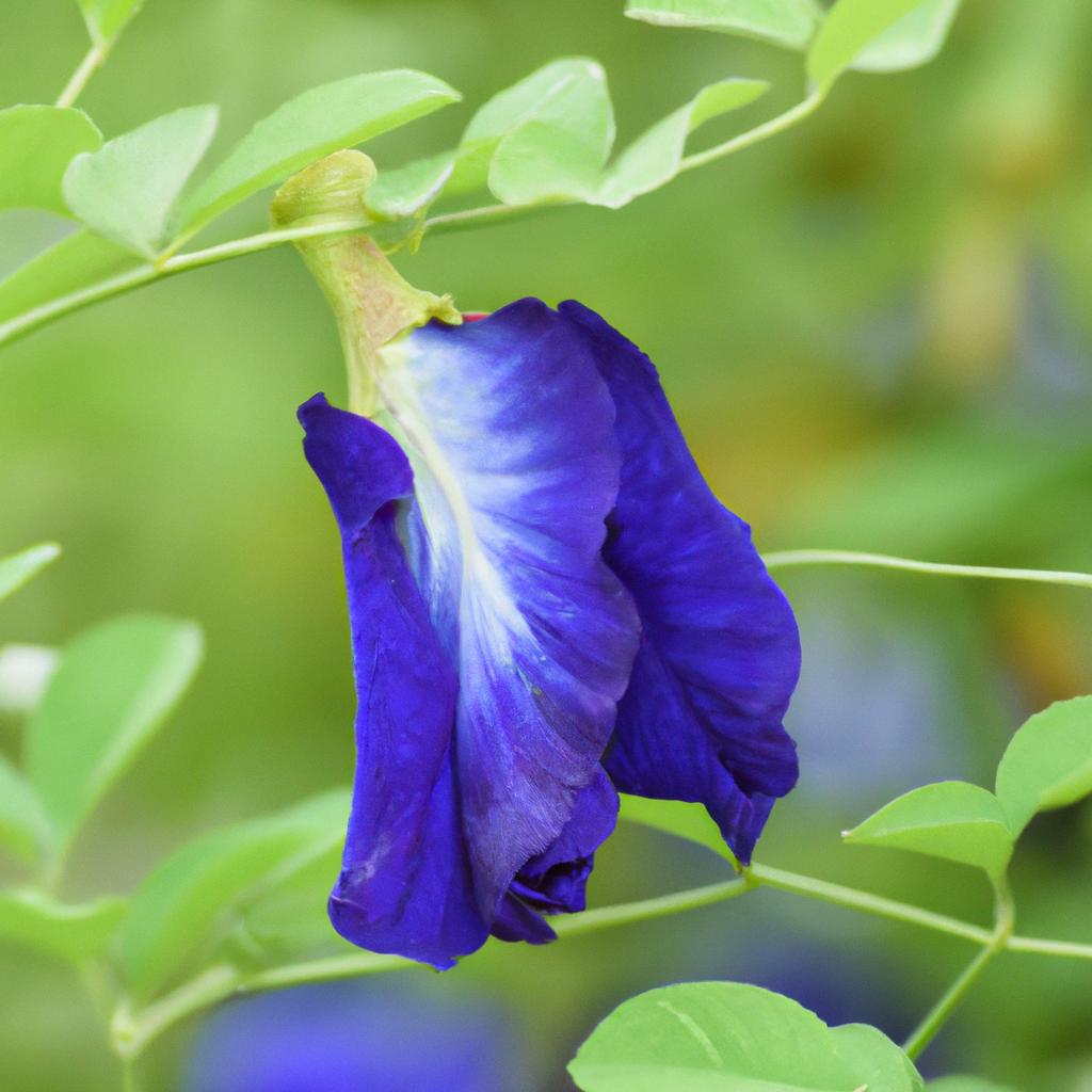 Butterfly pea flower is a rich source of antioxidants and flavonoids.