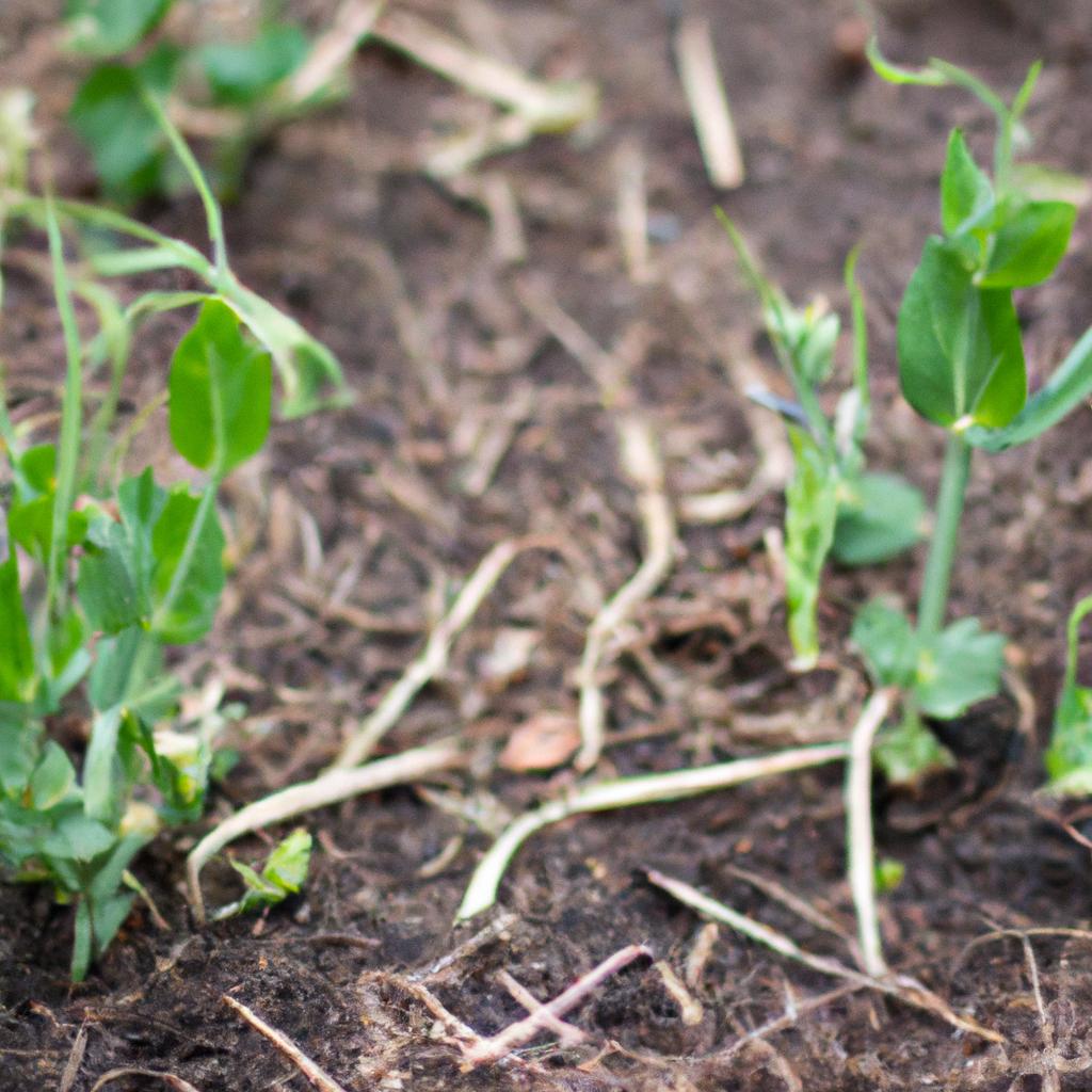 Pea plants showing symptoms of over-fertilization.