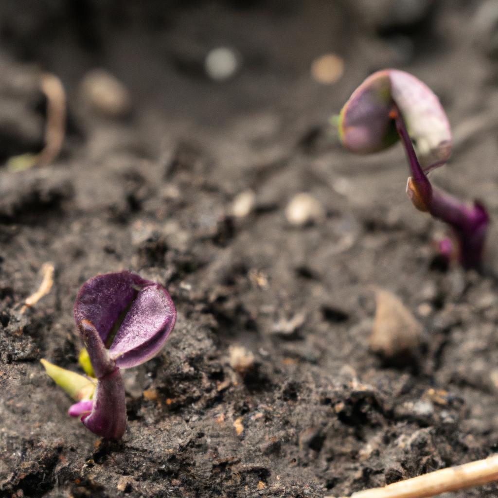 The sprouting of pinkeye purple hull peas is a sign of a successful planting process.