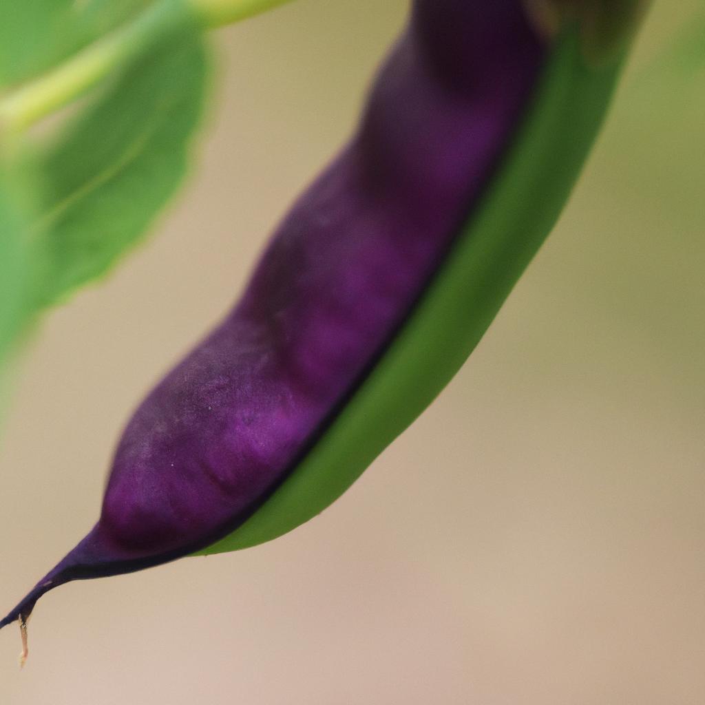 A fresh purple hull pea pod, ready for harvesting