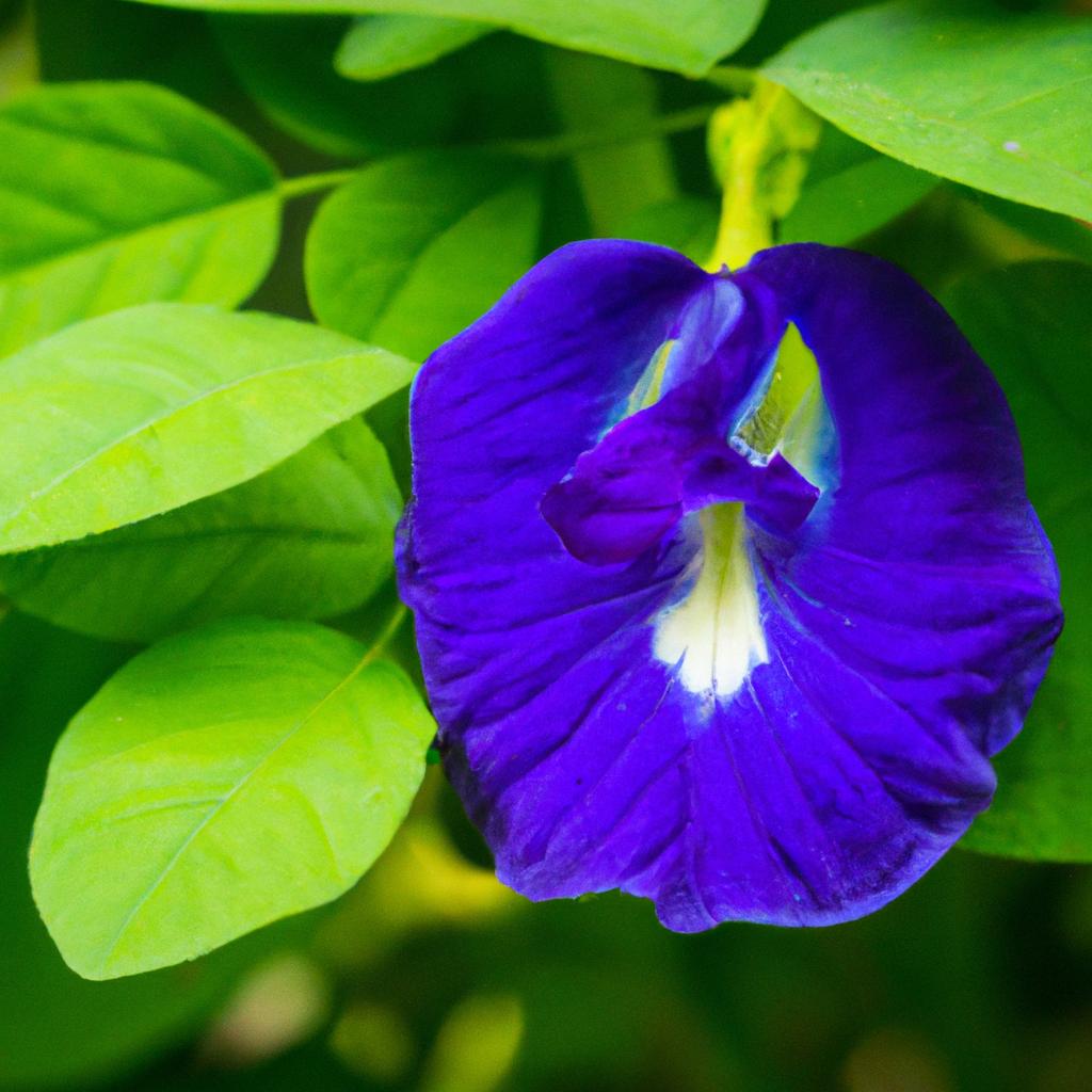 Discover the natural beauty of butterfly pea flower and its amazing benefits.
