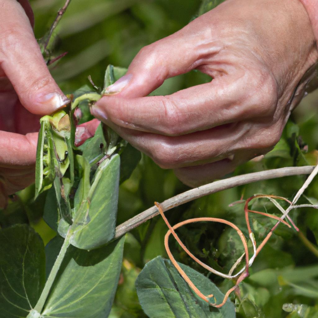 Factors like maturity, weather, and planting location affect when to pick crowder peas