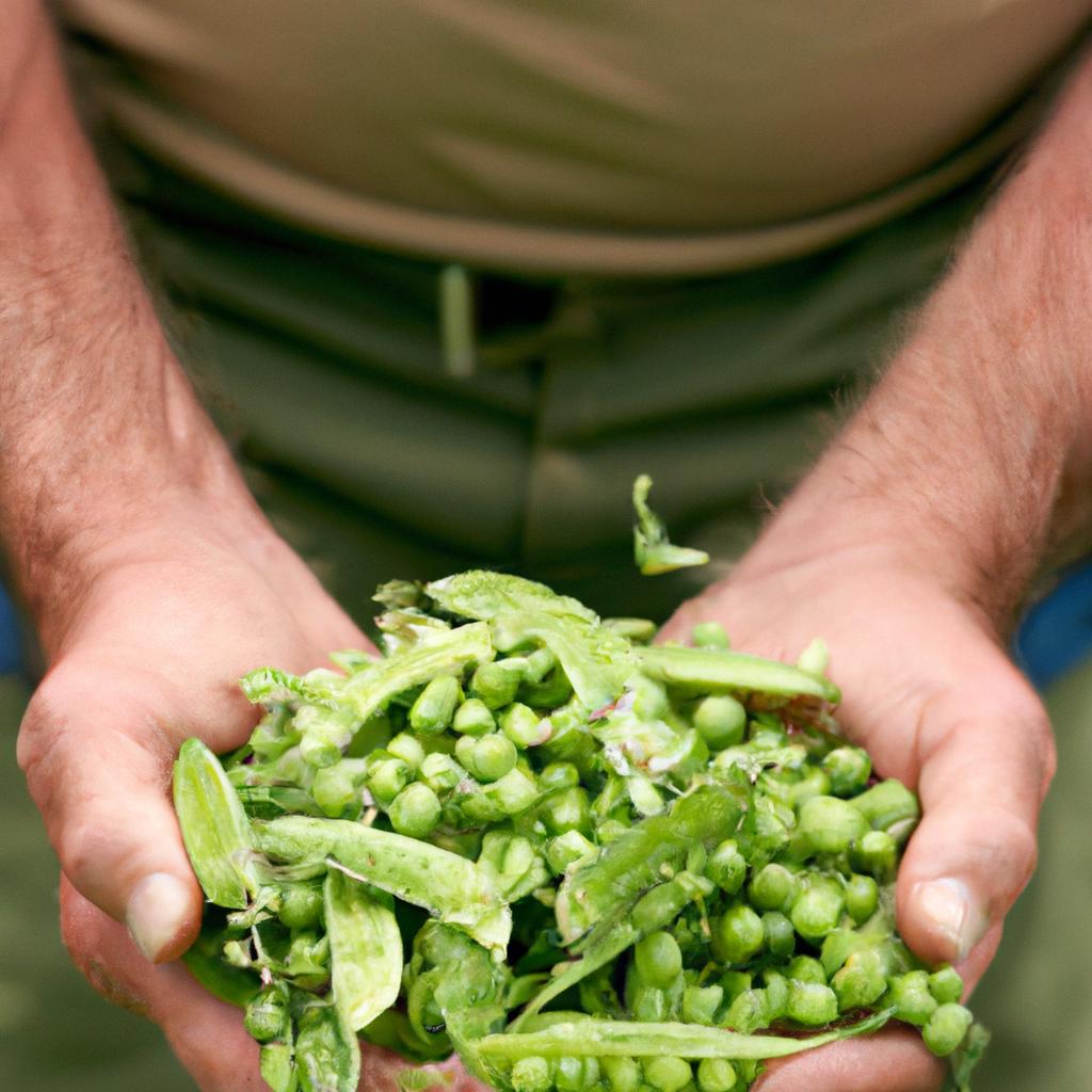 This farmer proudly displays a bushel of his farm-fresh peas, which he knows weigh just the right amount.