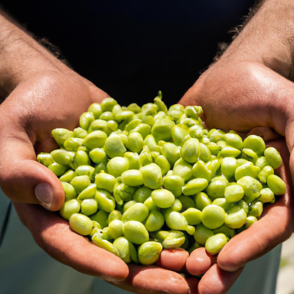 The farmer proudly showcases his harvest of shelled peas