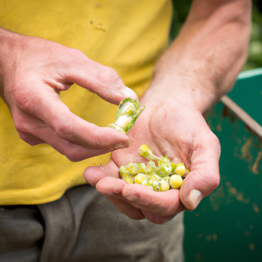 Ensuring quality and quantity of shelled peas in a bushel