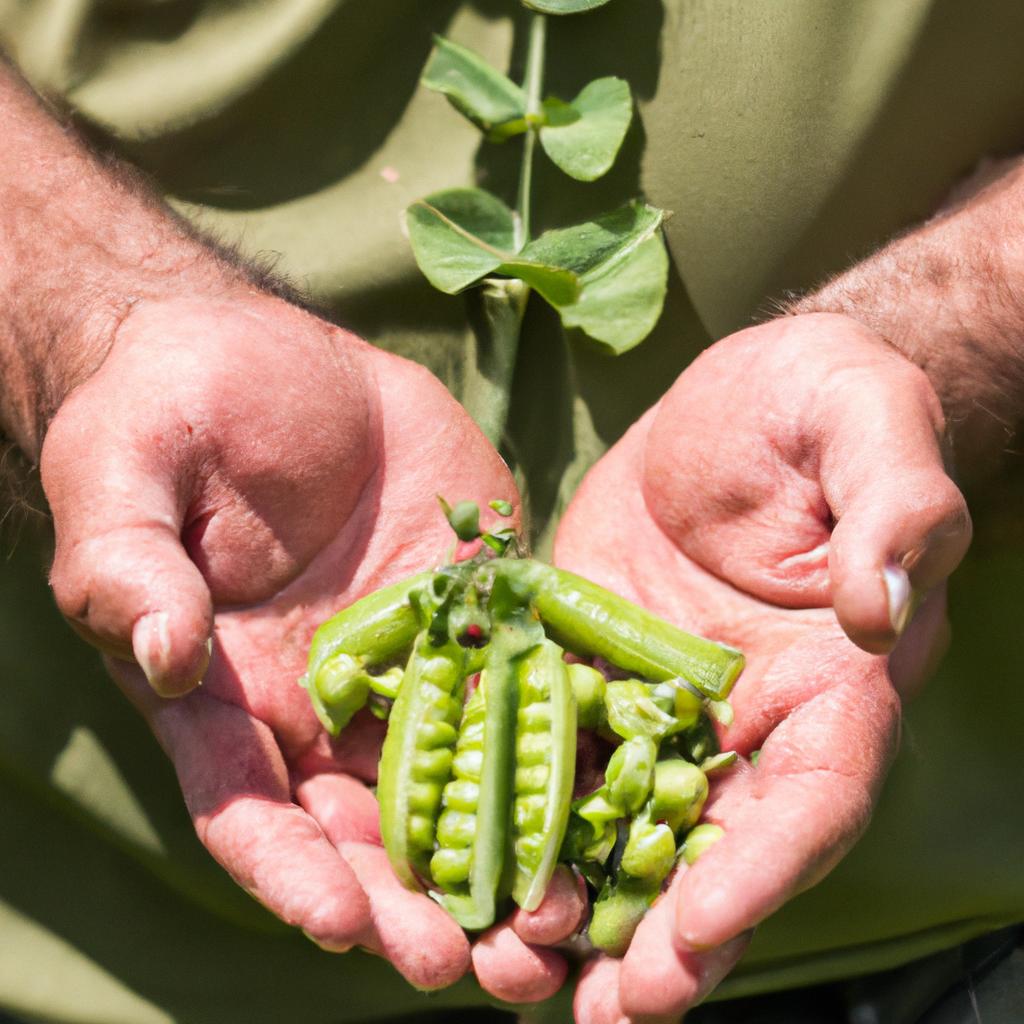 Accurate measurement of peas in bushels for yield estimation