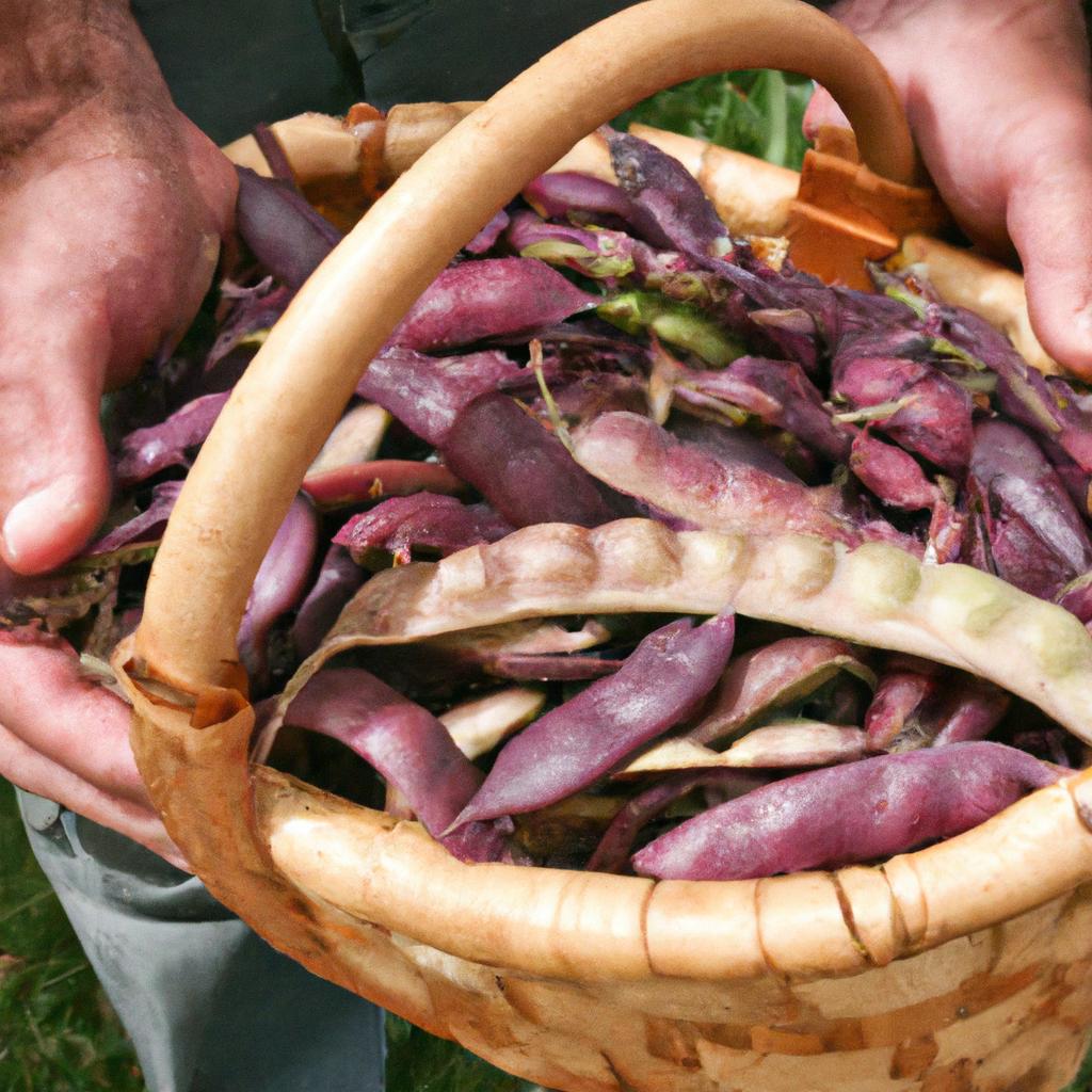 A farmer proudly showcasing his bumper harvest of purple hull peas.