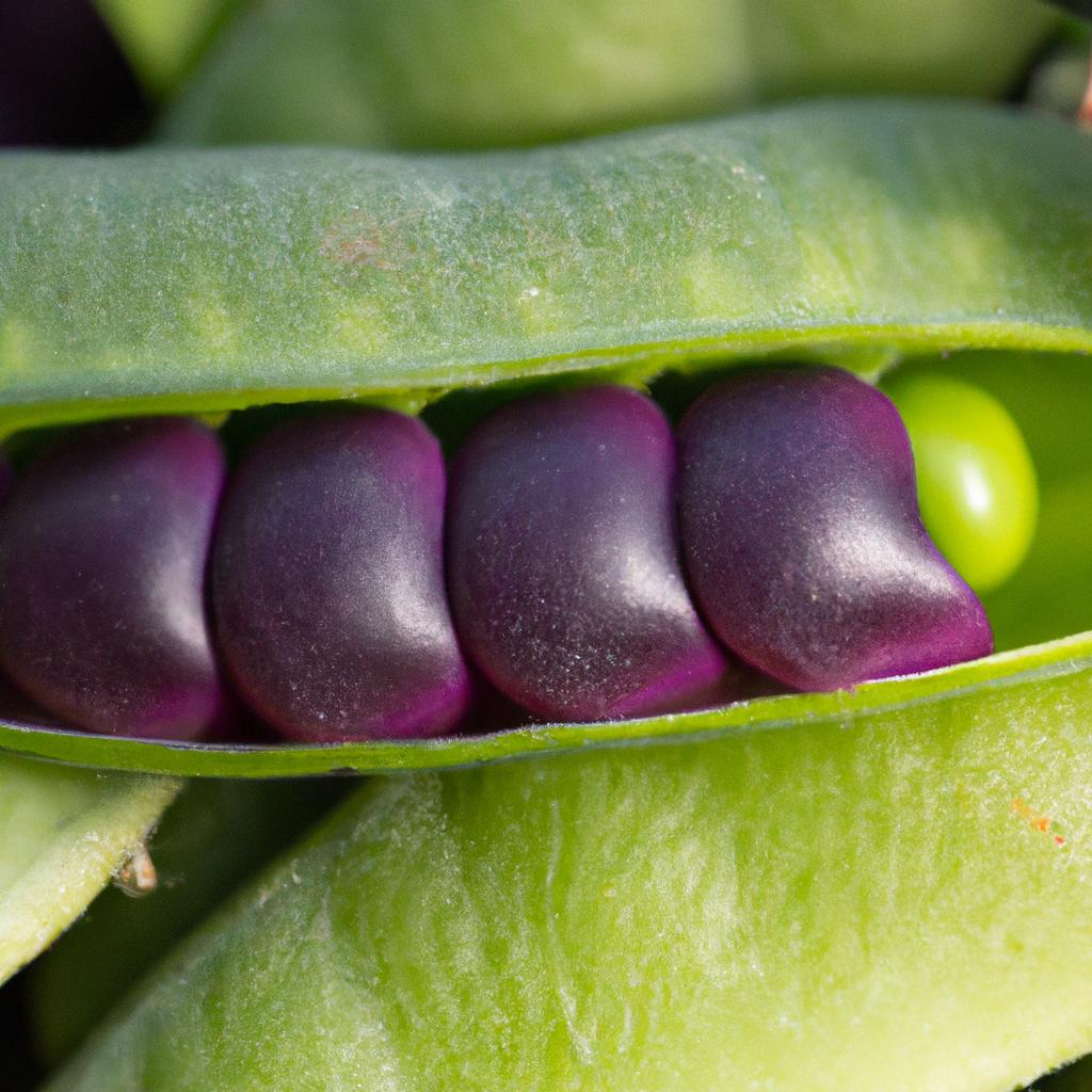 A pod of fresh purple hull peas ready to be shelled.