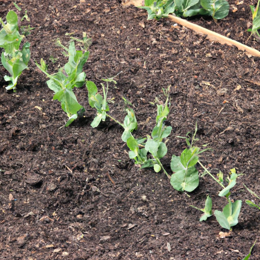Properly soaked and planted peas can result in healthy and productive plants.