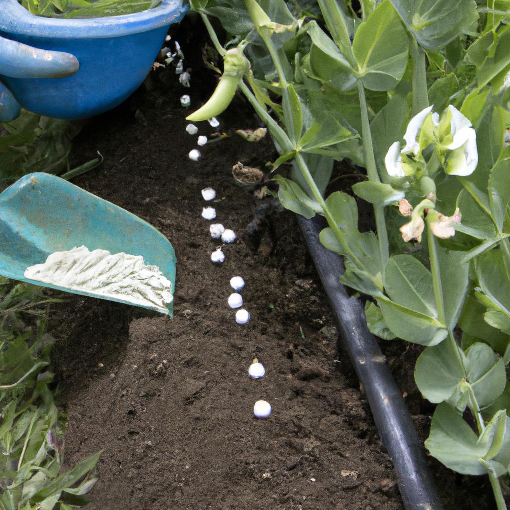 A gardener uses organic fertilizer to promote healthy growth in pea plants.