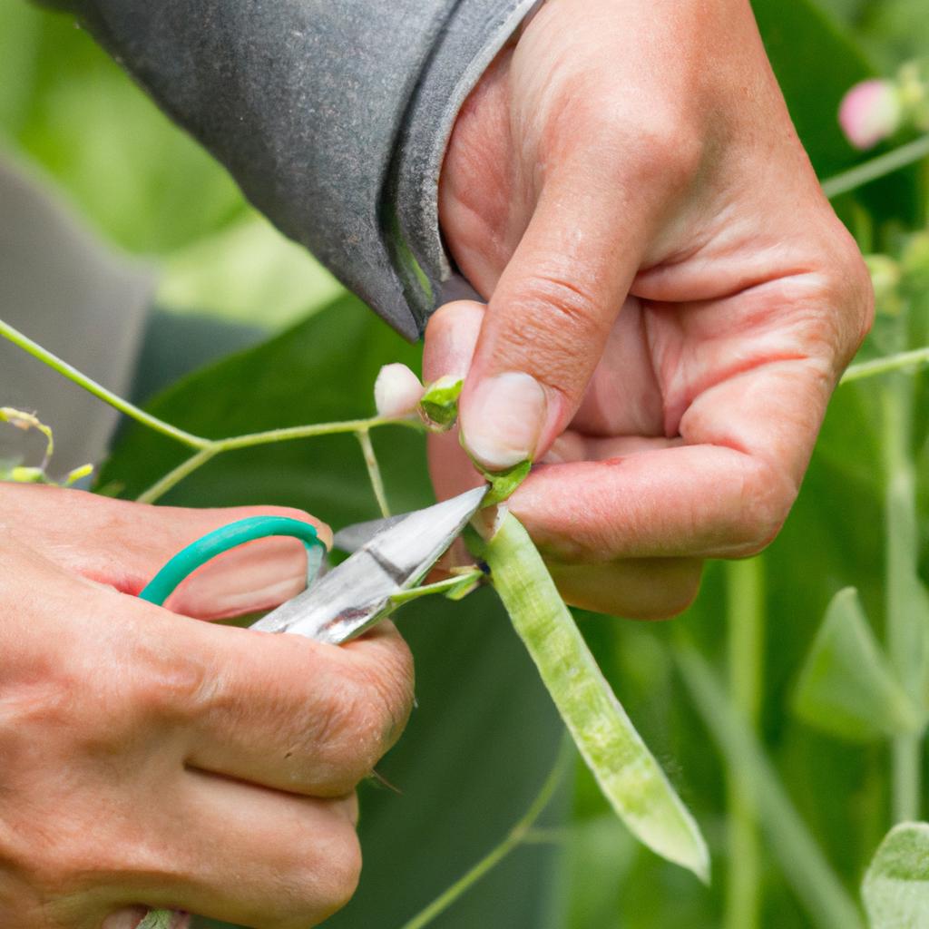 Proper harvesting techniques, like using sharp scissors, can help preserve the quality of shelling peas.