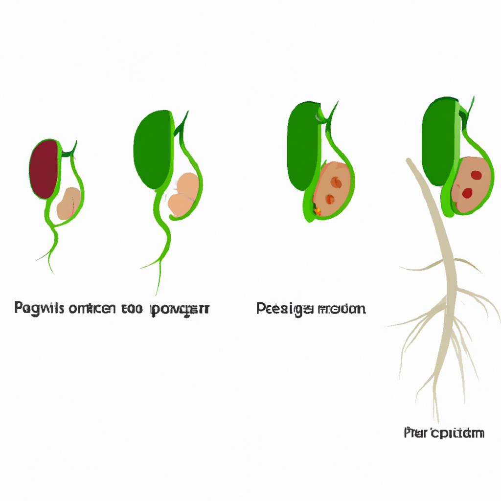 Oxygen plays a crucial role in the cellular respiration of germinating peas.