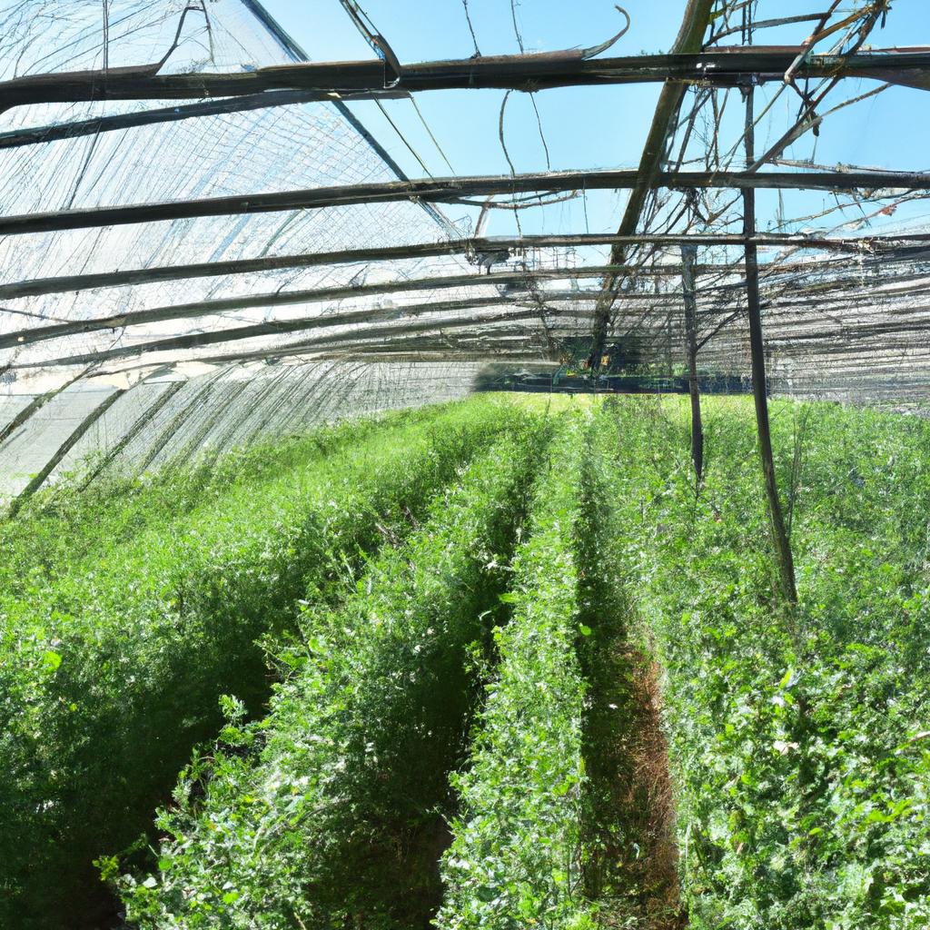 Greenhouses are a great way to provide consistent light for sweet pea germination.