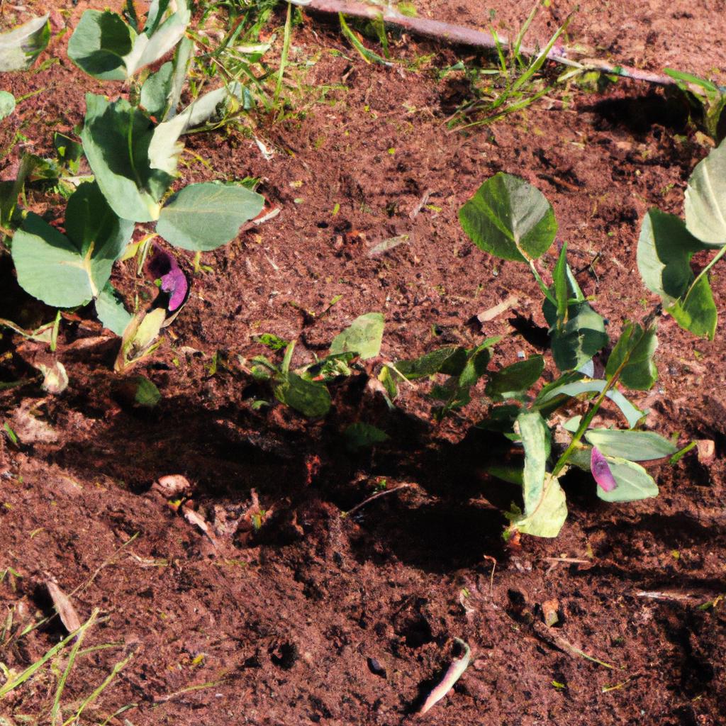 Purple hull peas can be grown without a trellis, but it may affect their growth and yield.
