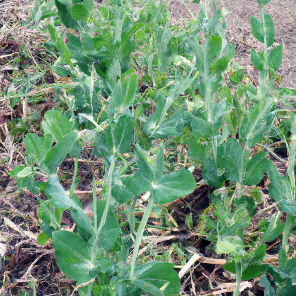 Pea plants that can tolerate frost.