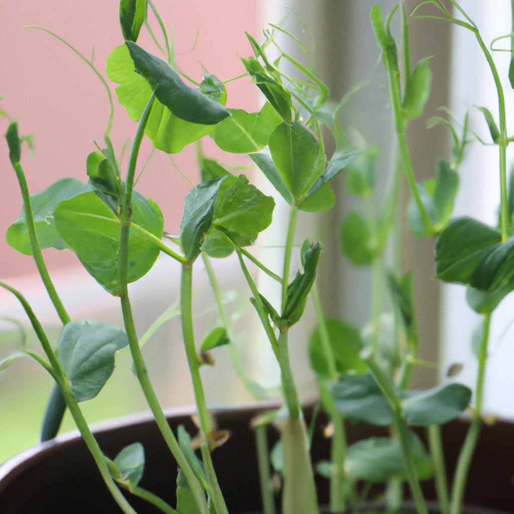 Learn how to grow pea shoots at home with our easy guide