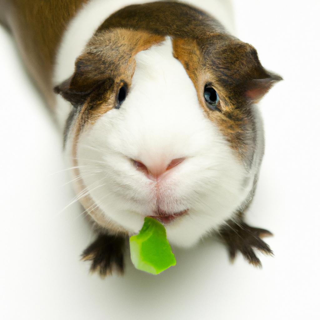 When feeding sugar snap peas to guinea pigs, it's important to introduce them slowly and in small amounts.