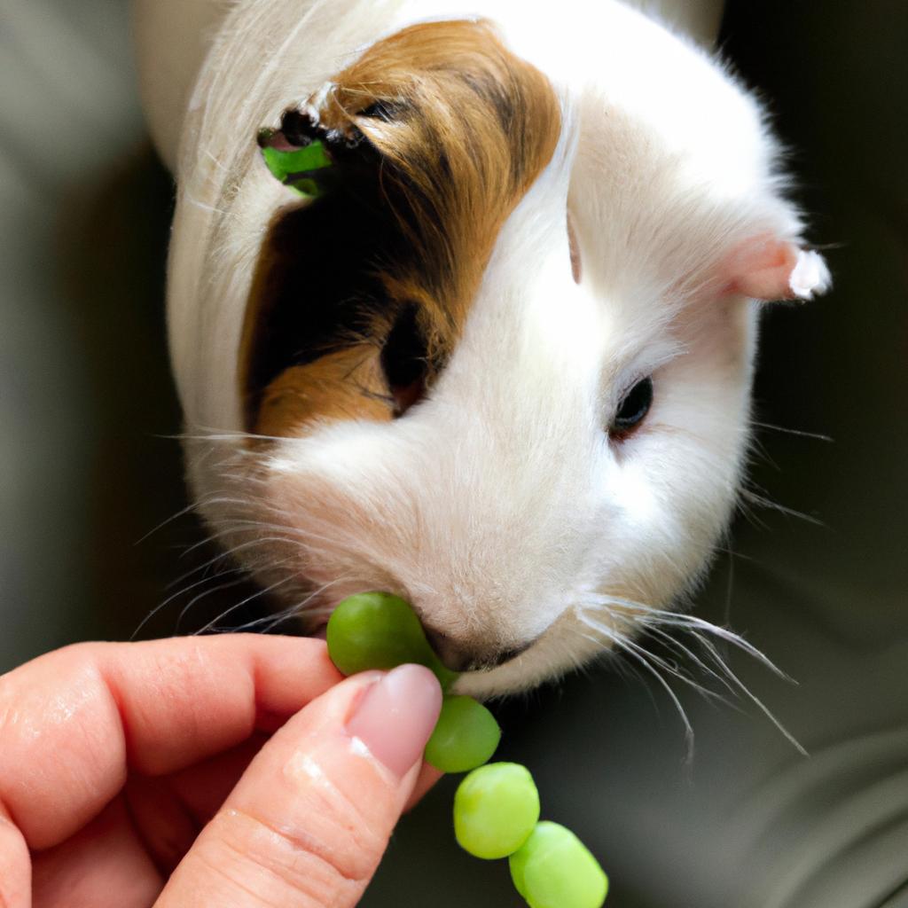 It's important to wash sugar snap peas before feeding them to guinea pigs