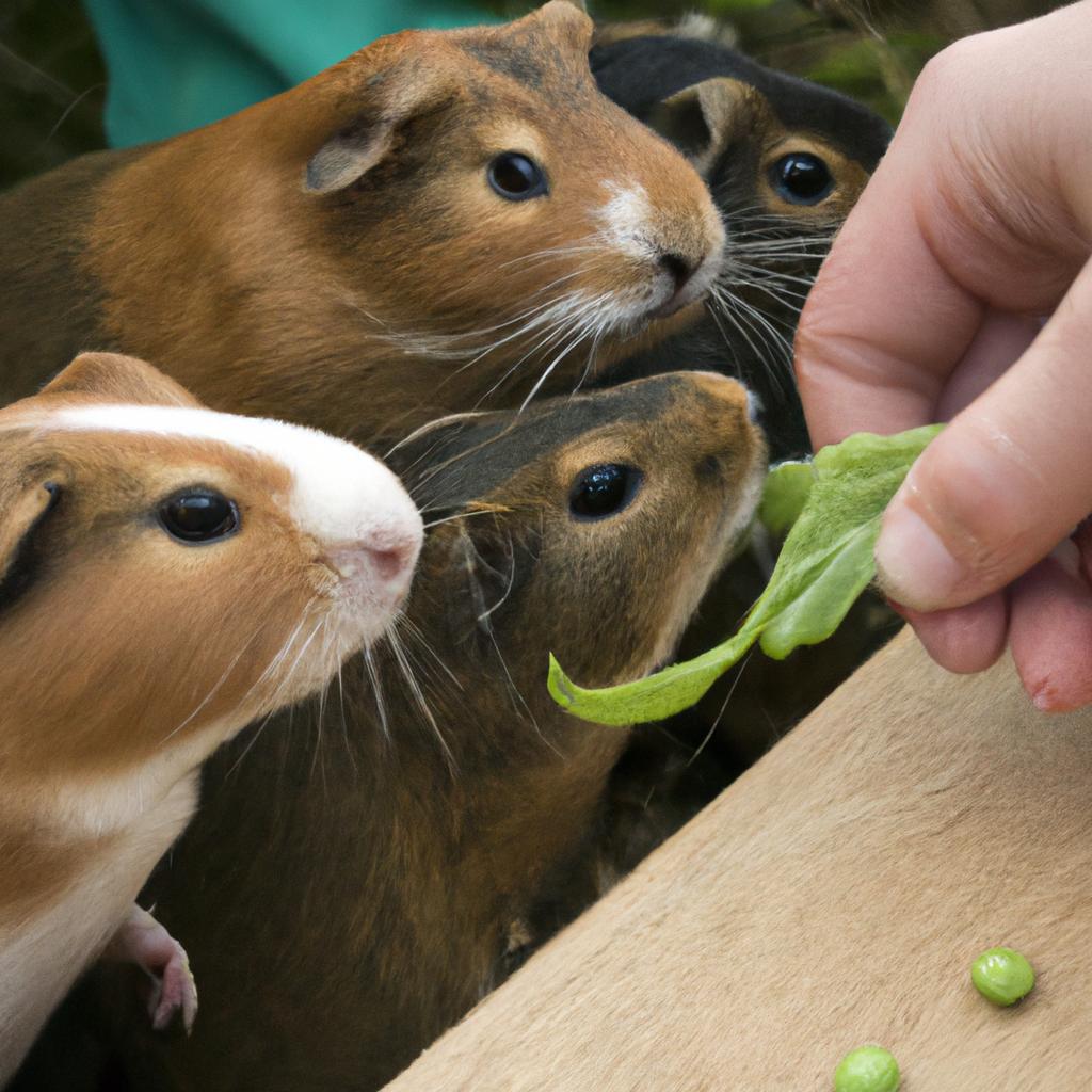 A hand holds out a handful of snap peas to a group of hungry guinea pigs.
