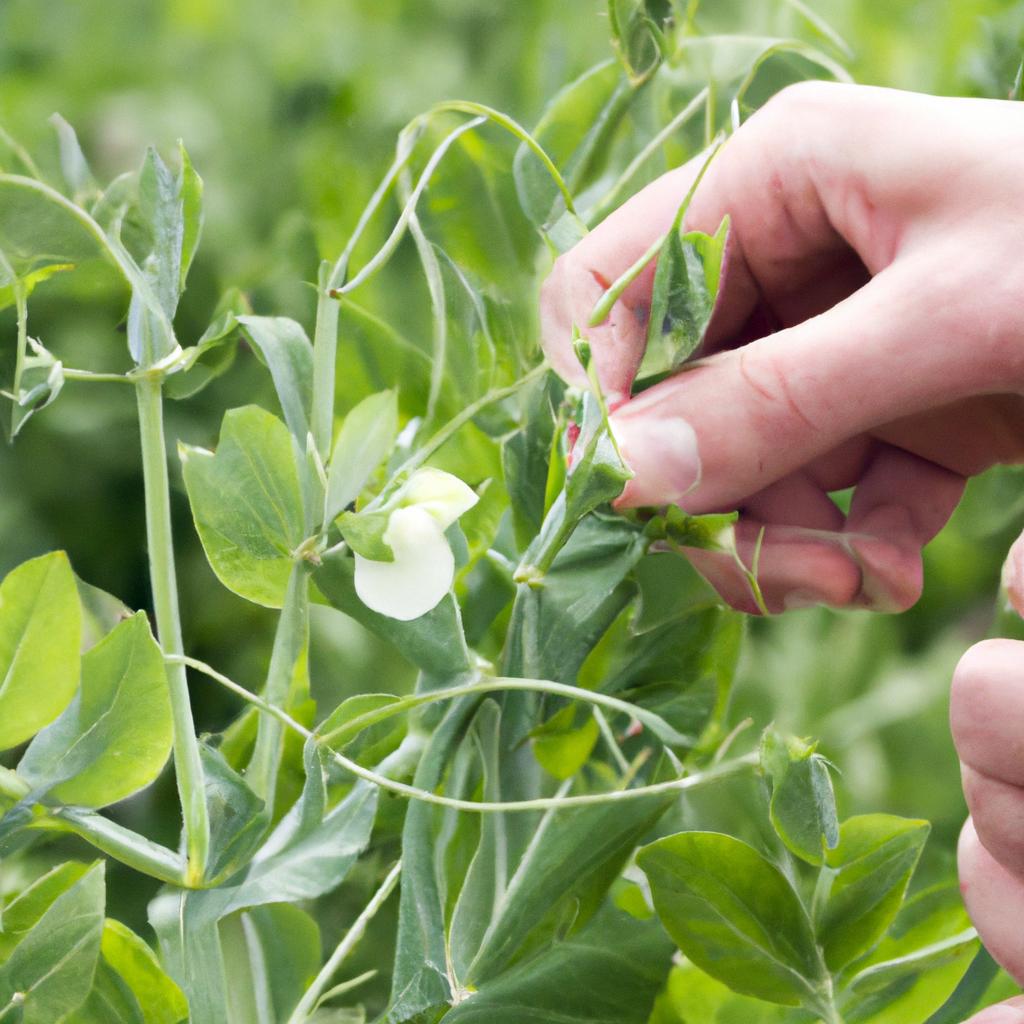 Hand pollination is a reliable method for ensuring pea plant pollination.