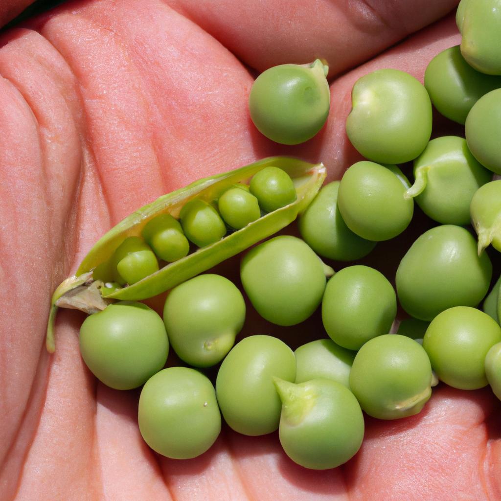 The variation in size of the peas is due to the presence of dominant and recessive alleles.