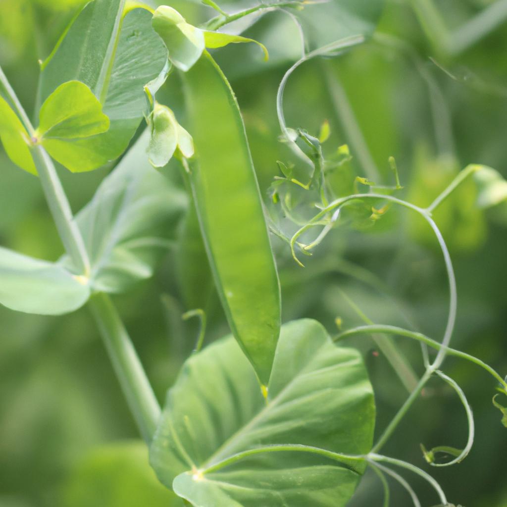 A thriving pea plant with lush leaves and pods