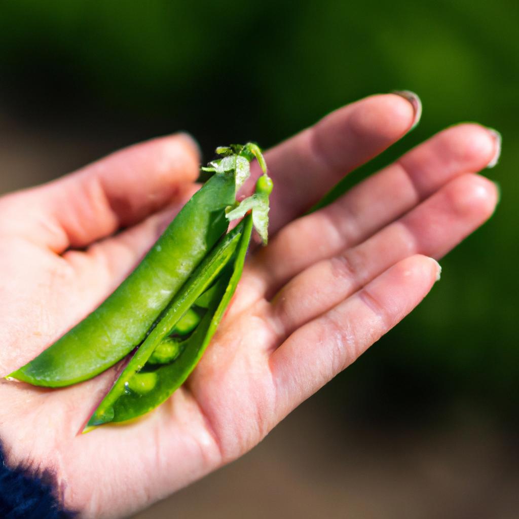 How To Freeze Snow Peas Without Blanching