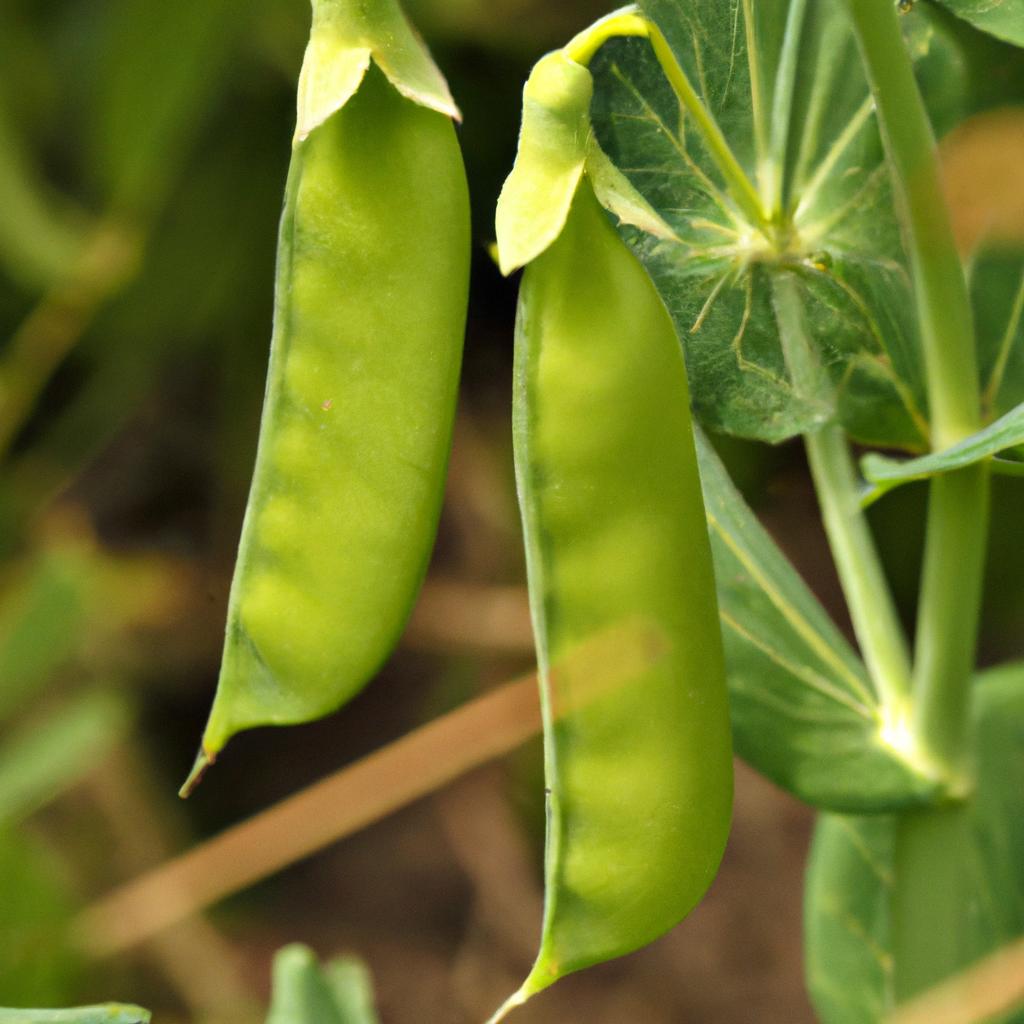 Knowing when to pick crowder peas ensures optimal taste and texture