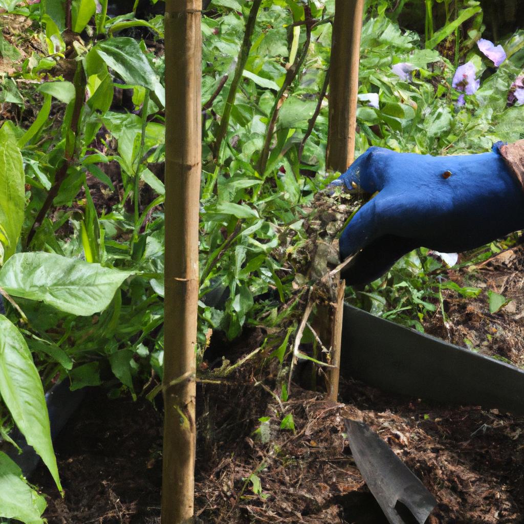 Mulching sweet pea plants for cold protection