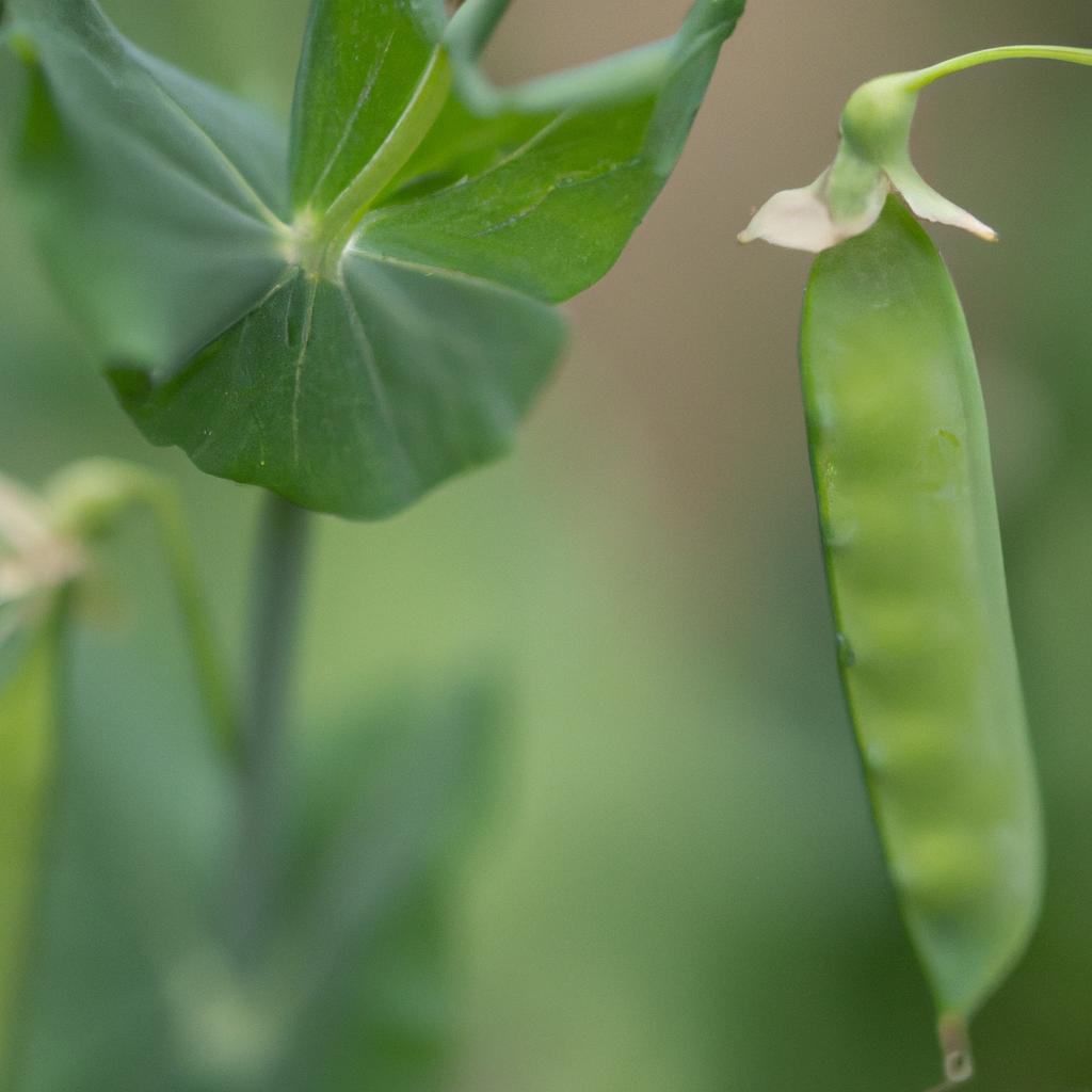 Peas: A nutrient-rich and versatile food for pregnant women
