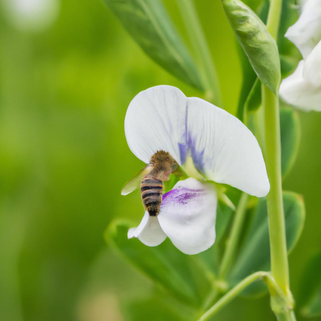 Pea flowers have distinct traits that can be easily observed and studied, making them a valuable model organism for genetics research.