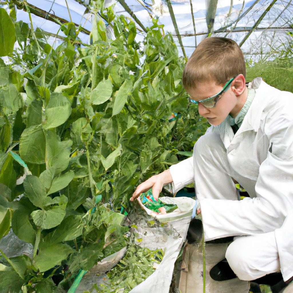 Pea plants are easy to grow and maintain, making them a practical choice for heredity research.