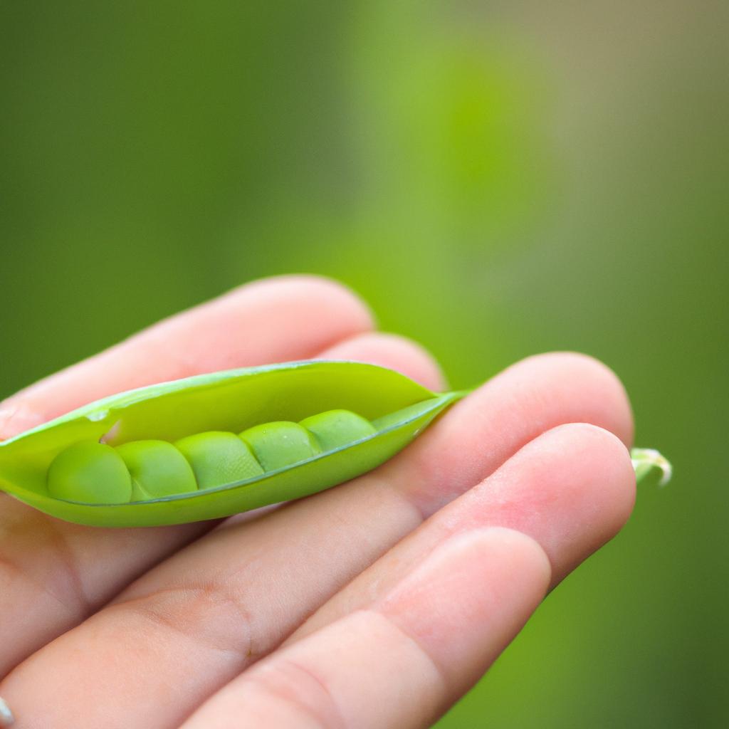 Pea pods are the end result of successful pollination in pea plants.