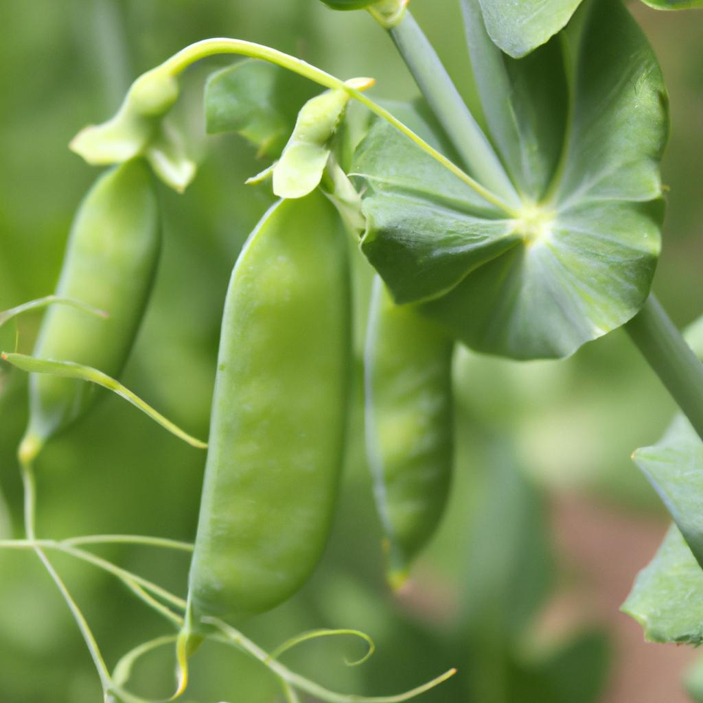 Using inoculants for Austrian winter peas can result in increased yield and better nitrogen fixation.