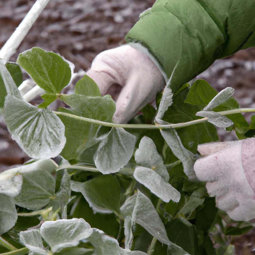 Protecting sugar snap pea plants from frost and freezing temperatures is essential for a bountiful harvest.