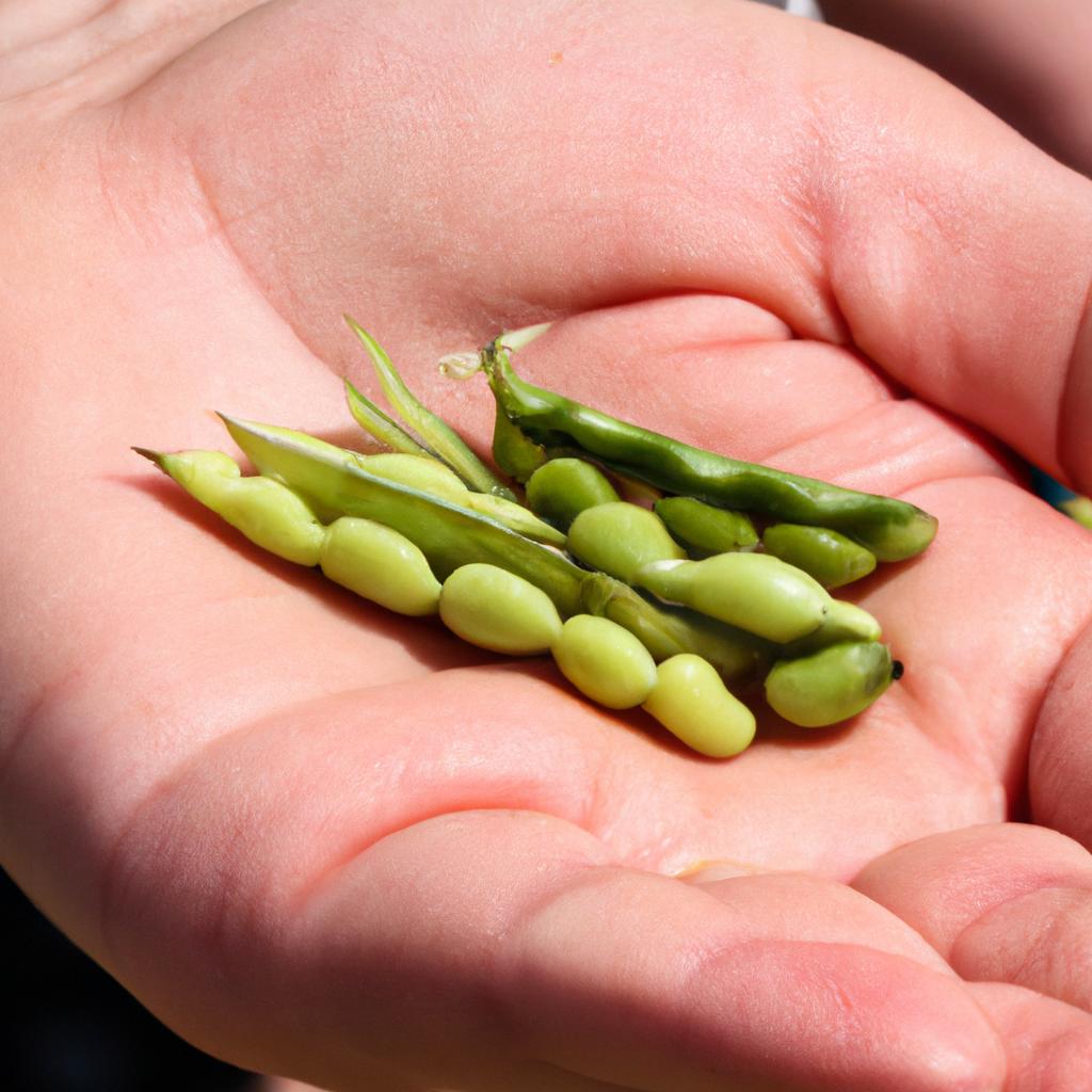 Picking crowder peas by hand to ensure quality
