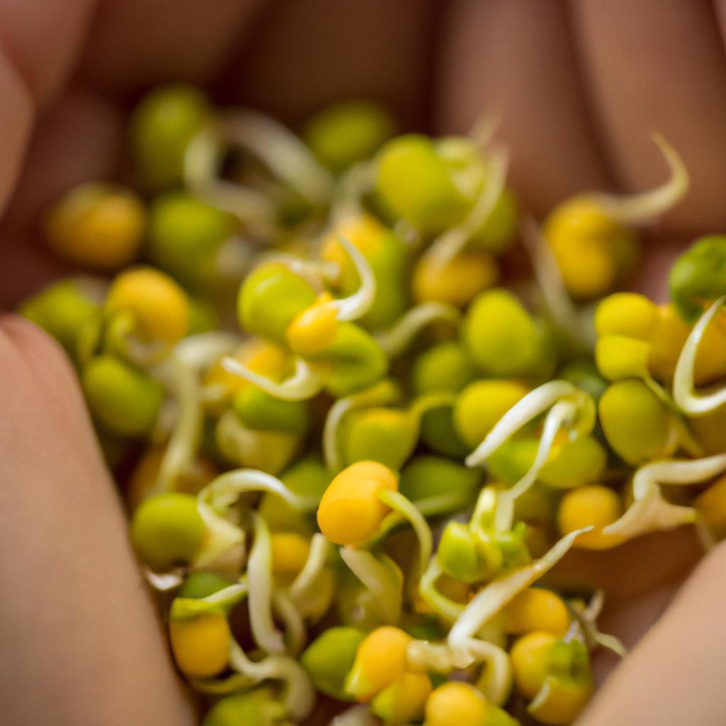 Sprouted split peas can be a great addition to salads and sandwiches