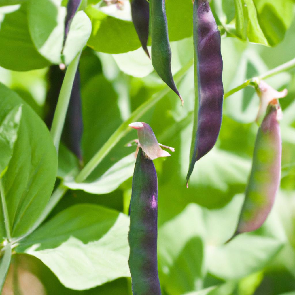 Purple hull peas thriving in a well-maintained garden