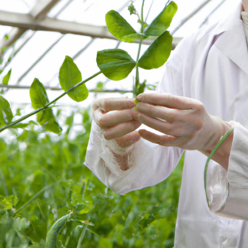 Pea plants are easy to grow and maintain, making them ideal for controlled breeding experiments.