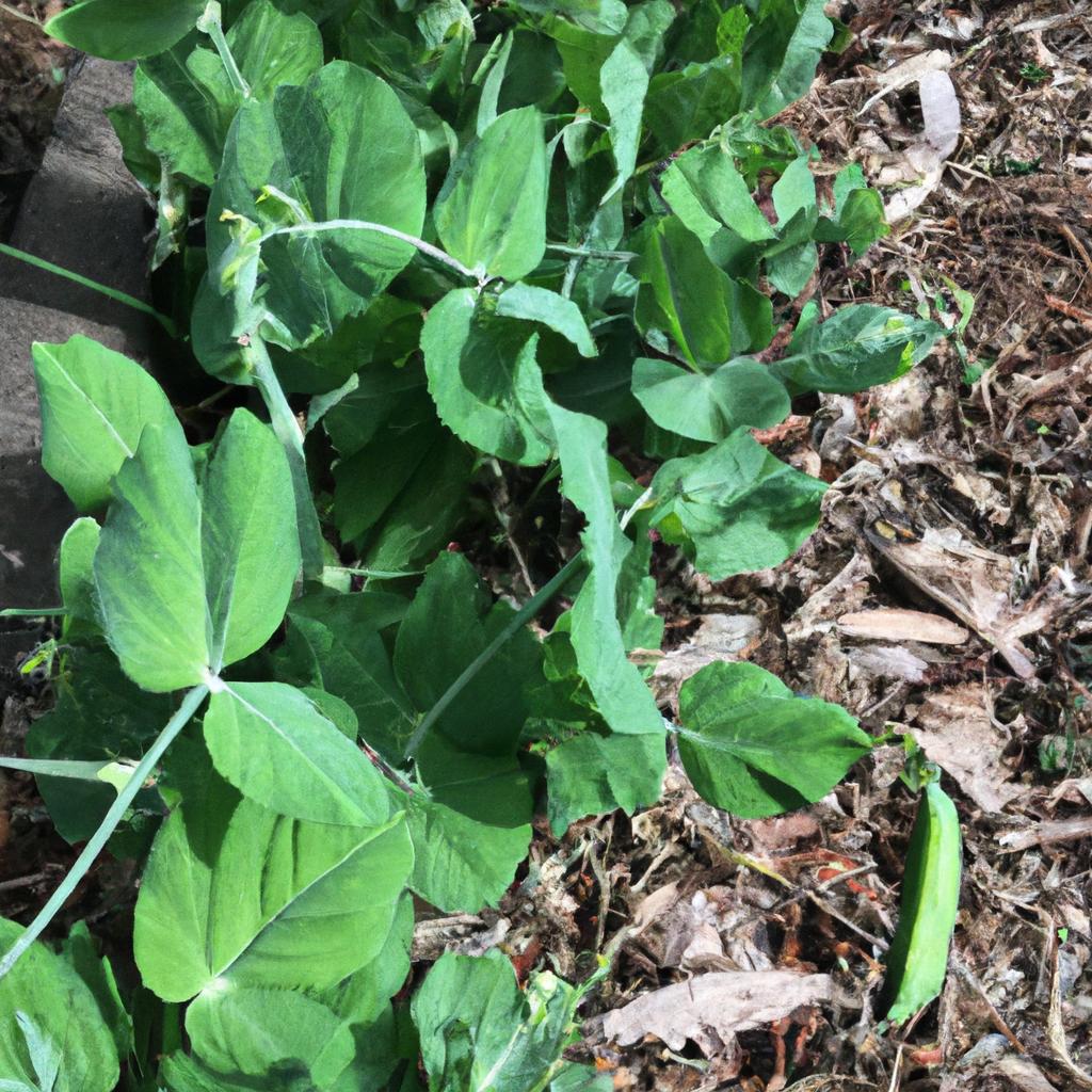Growing your own snow peas is a fun and rewarding way to enjoy their many health benefits.