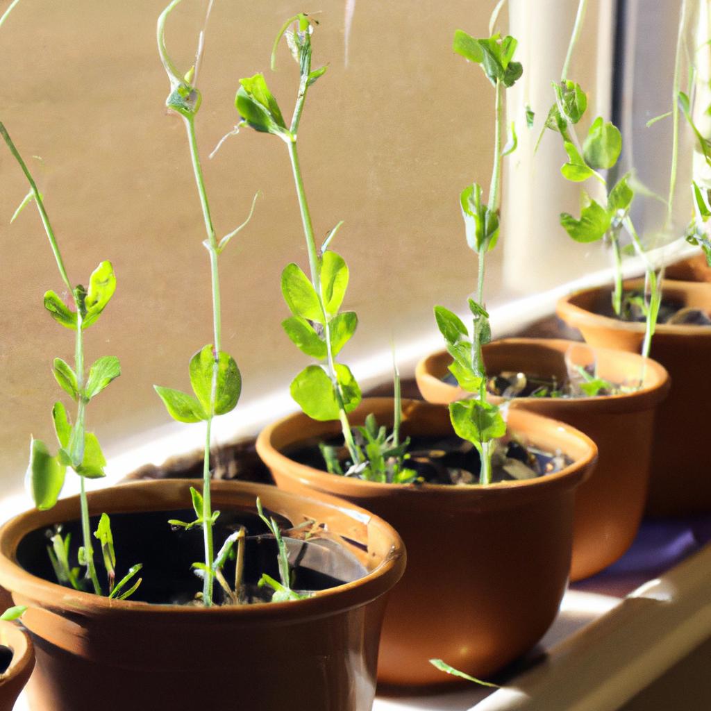 Placing sweet pea seedlings on a sunny windowsill is a great way to provide natural light.