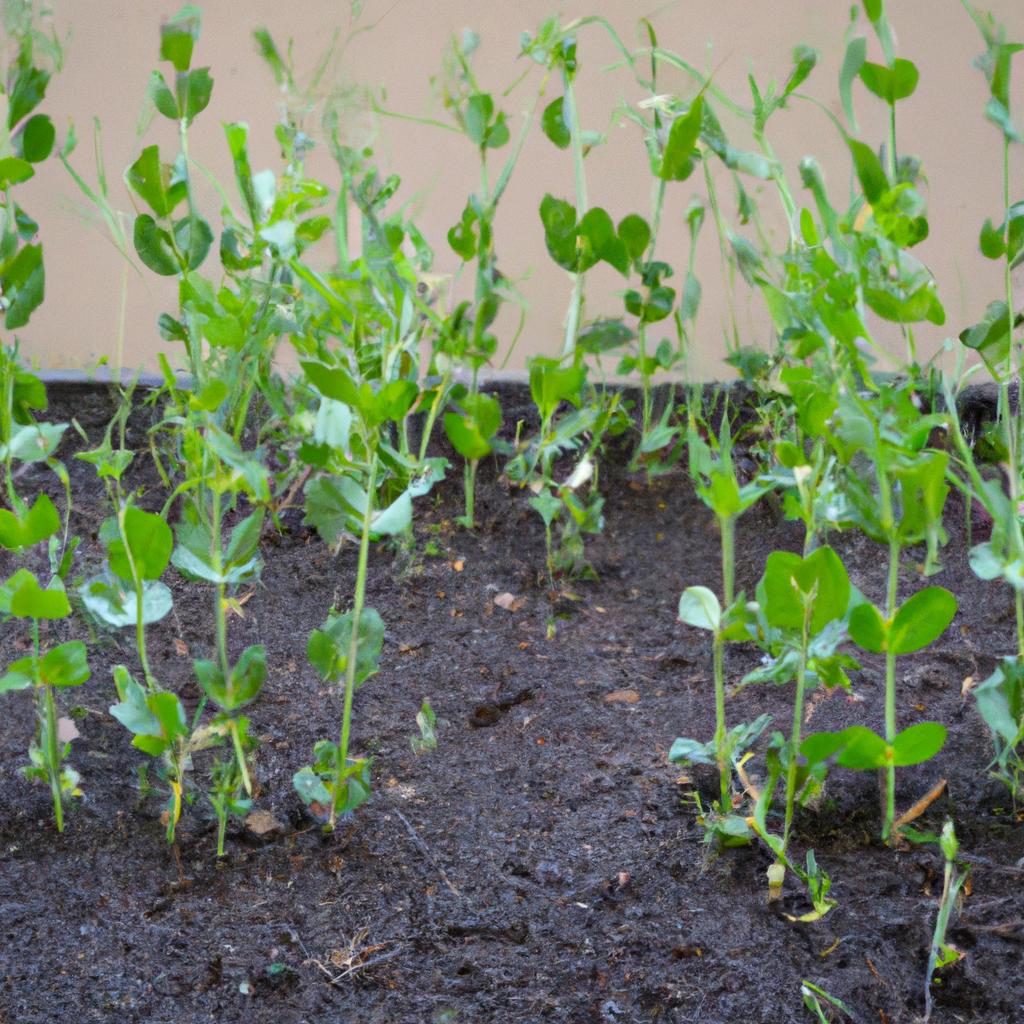 Pea plants growing rapidly after fertilization.